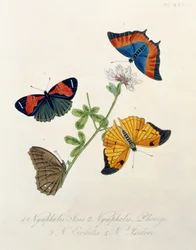 Schmetterlinge, aus Insekten von Indien von Edward Donovan (1768-1837)